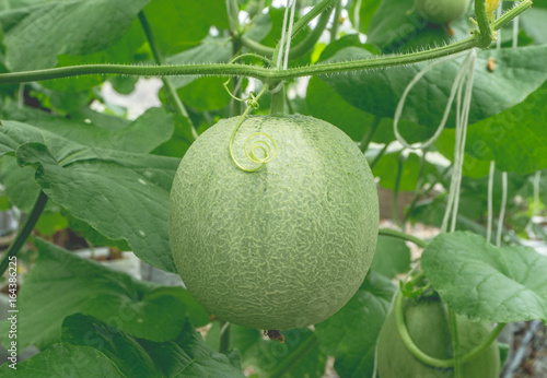 Young melons growing in greenhouse supported by string melon nets.