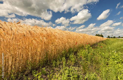 Countryside landscape with ripening wheat