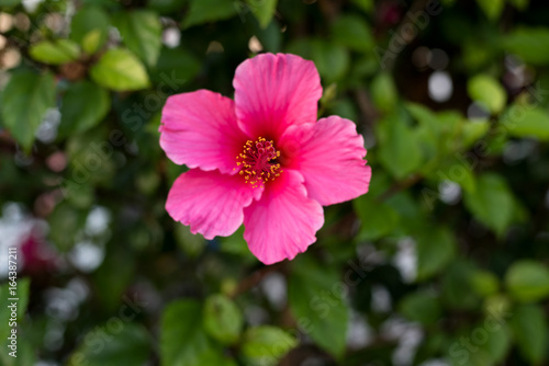 A beautiful pink hibiscus flower with a blurry green background of leaves.   © Marie Appert