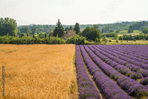 Purple blooming lavender fields in Provence  France during summer