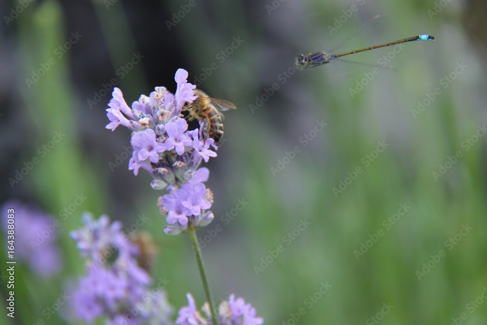 A Damselfly Approaching a Bee on a Lavender Flower. A Damselfly Approaching a Bee on a Lavender Flower.