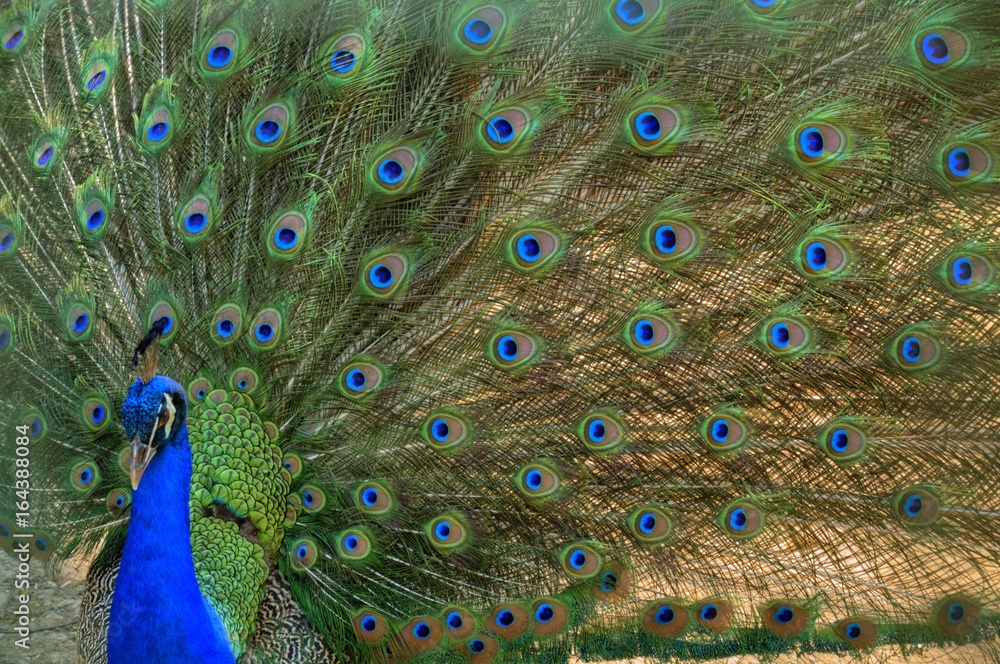 Obraz premium Thailand -