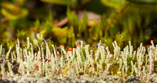 Hawaiian Orange Capped Lichens photo