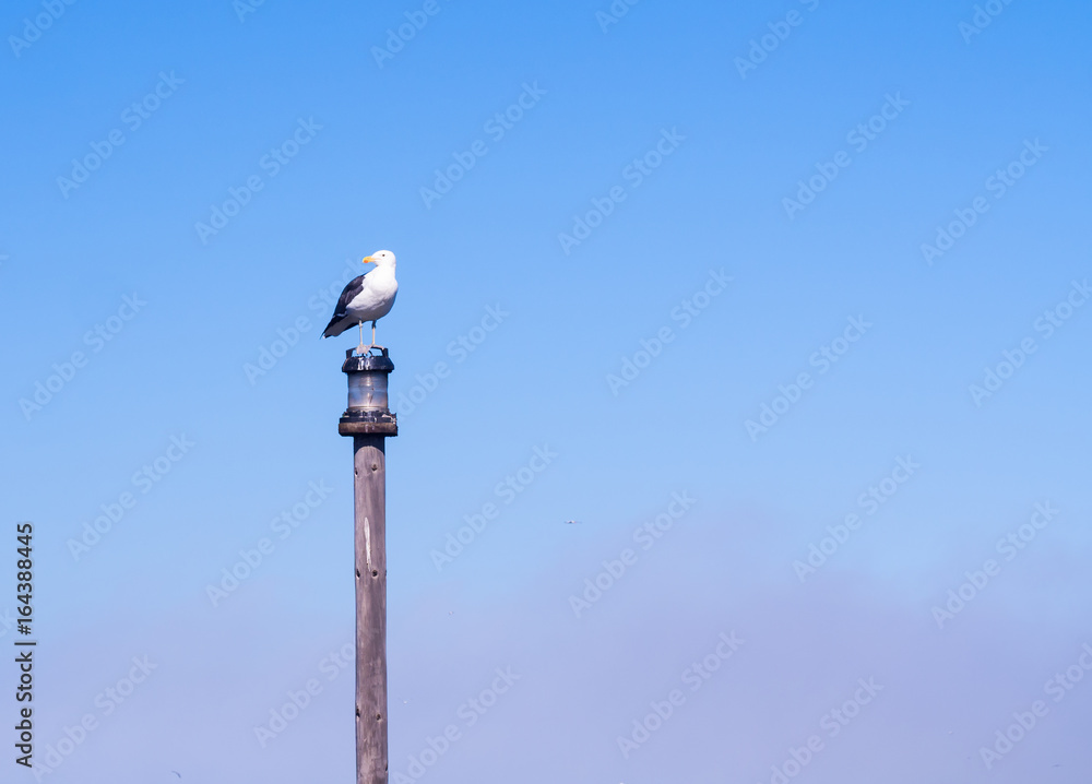 Seagull sitting on a bridge post in Walvis Bay, Namibia Seagull sitting on a bridge post in Walvis Bay, Namibia