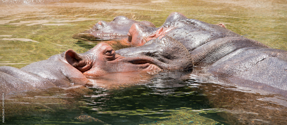 Fototapeta premium Hippopotamus