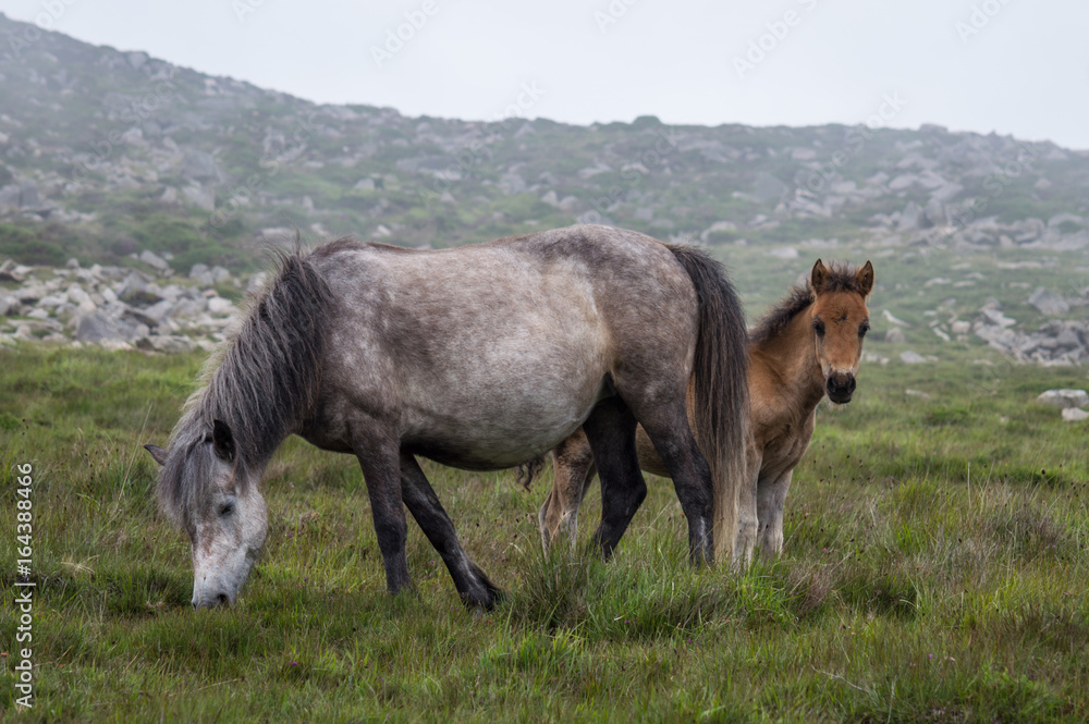 Wild pony mother and foal on mountainside