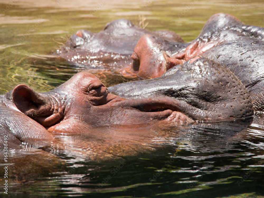 Hippopotamus