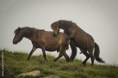 Wild ponies attempting to mate