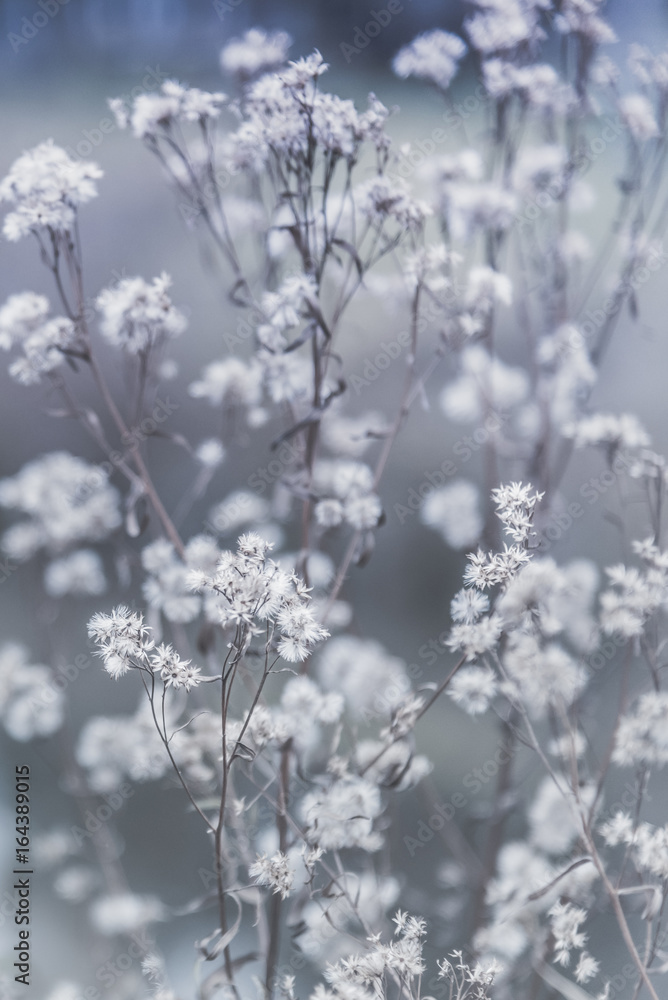 White Wildflower Seedheads in Autumn on the Kettle Valley Rail Trail with grey and blue background