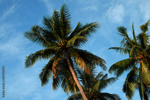 coconut tree or coconut tree background