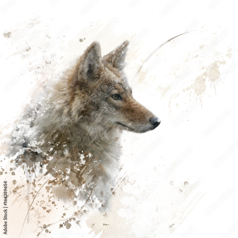 Fototapeta Zamknij się obraz z akwarela kojot