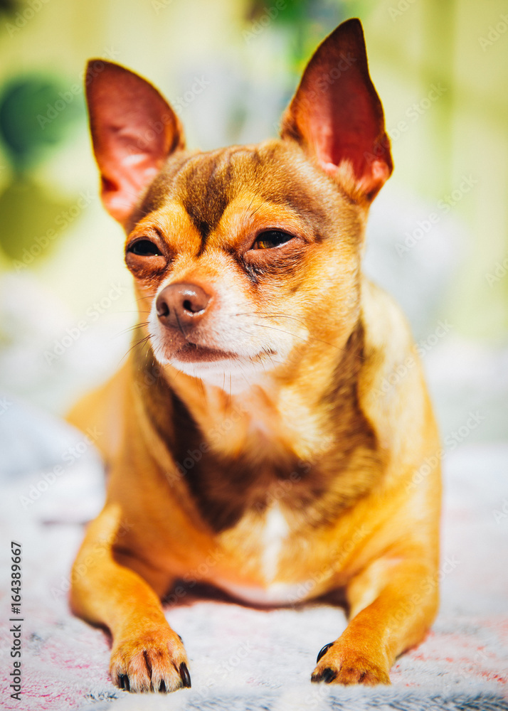 Chihuahua 2 Chihuahua 2