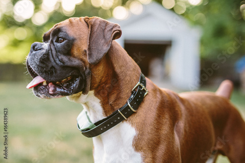Photography Boxer