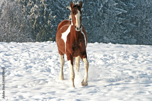 Pferd im Winter