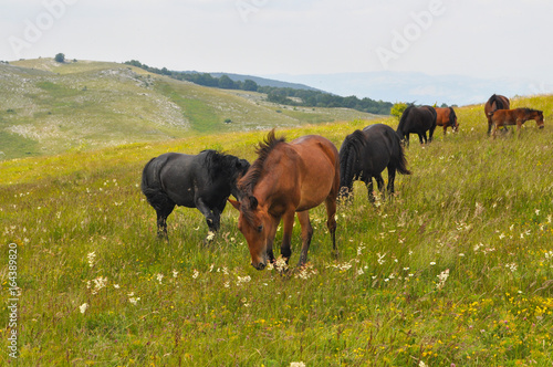 Fototapeta Naklejka Na Ścianę i Meble -  The herd of wild free horses grazing in the meadow in the mountains. Adult horses kept young cute foal outdoor