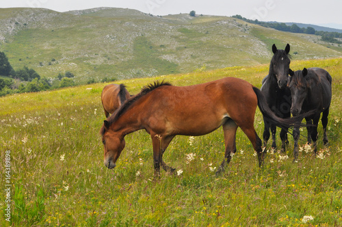 The herd of wild free horses grazing in the meadow in the mountains. Adult horses kept young cute foal outdoor
