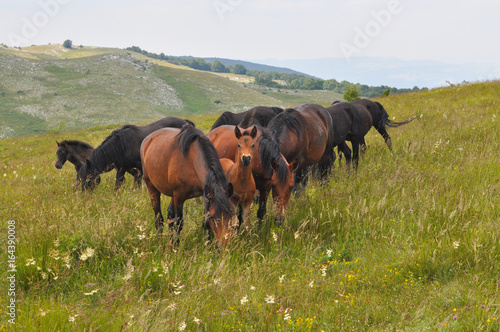 The herd of wild free horses grazing in the meadow in the mountains. Adult horses kept young cute foal outdoor © Ivan