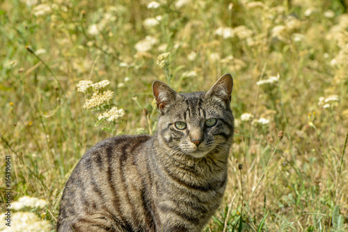 Getigerte Katze in der Wiese