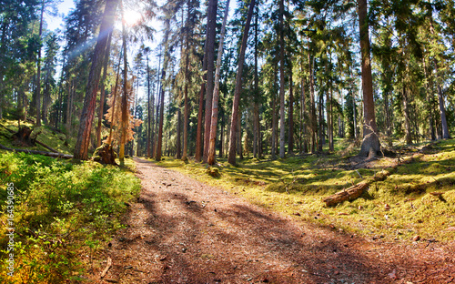 Sundown at the Ryfors Gammelskog Natural Reserve photo