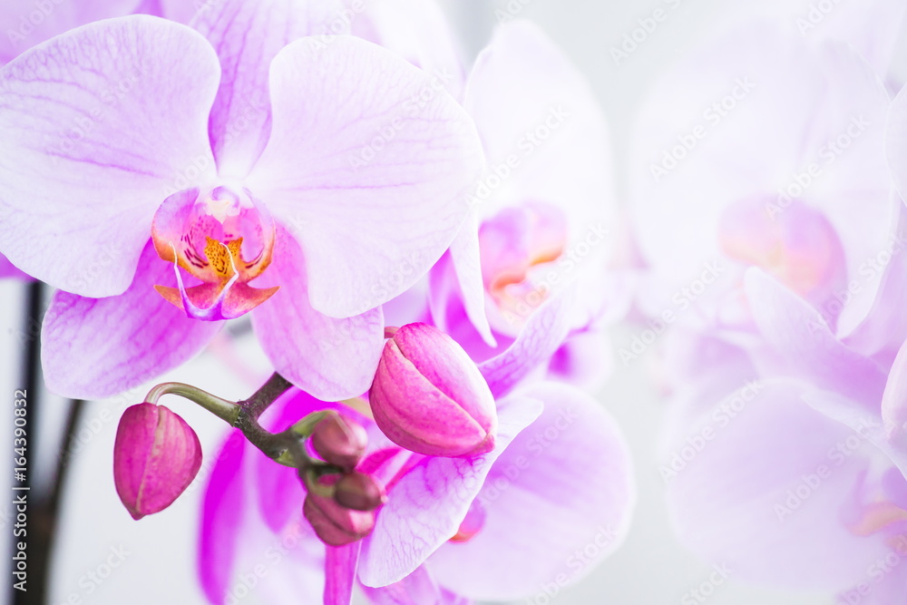 Flowers. Orchids pink. White background Flowers. Orchids pink. White background