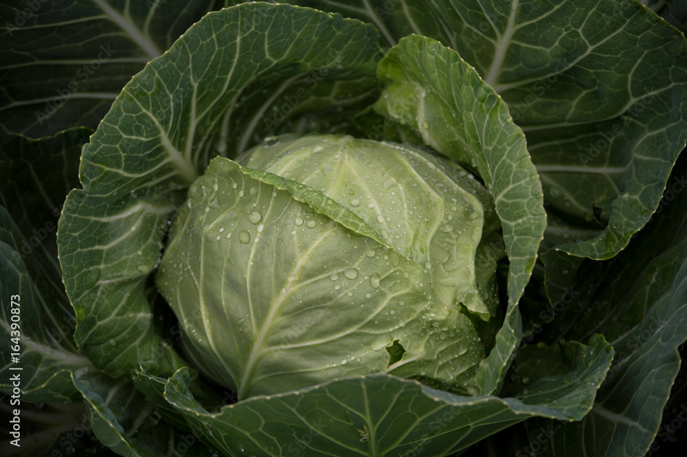 Cabbage head growing on the vegetable bed. Cabbage head growing on the vegetable bed.