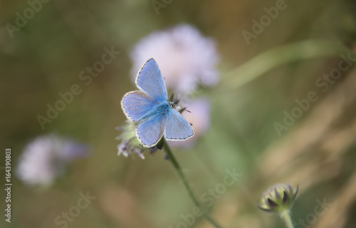 Obraz na płótnie Adonis Blue - Polyommatus bellargus