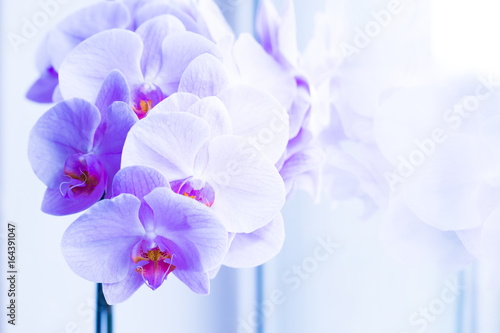 Fototapeta Naklejka Na Ścianę i Meble -  Flowers. Orchids lilac. White background