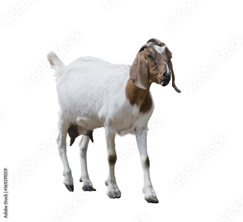 Boer goat on white photo