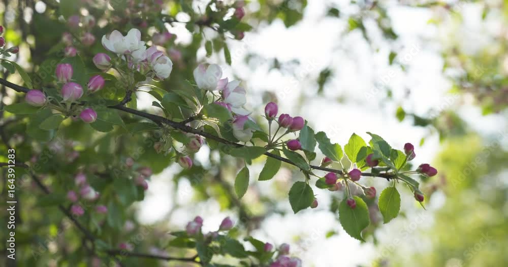 slow motion handheld pan shot of light pink apple tree blossom slow motion handheld pan shot of light pink apple tree blossom