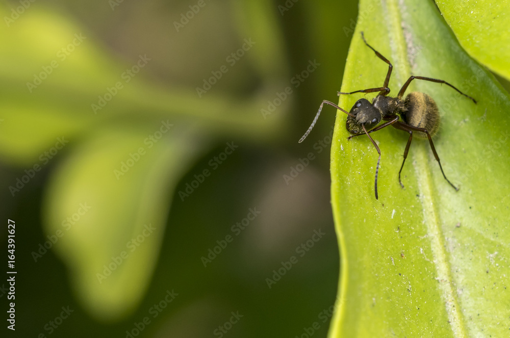 Naklejka premium Black carpenter ant on a leaf