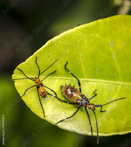 Genus zelus or assassin orange bugs hanging on a leaf photo