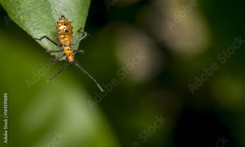 Genus zelus or assassin orange bug hanging on a leaf photo
