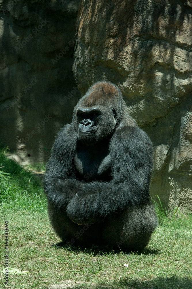 Naklejka premium Gorilla
