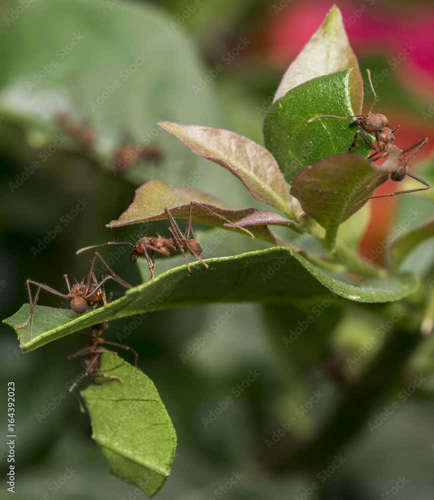 Ants carrying leaf parts to their nest Ants carrying leaf parts to their nest
