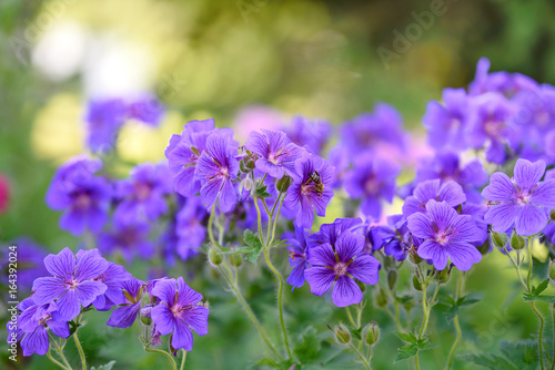 Bunch of blooming geranium and bee