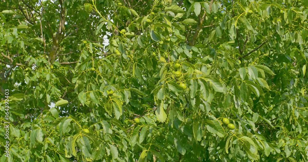 Some green walnuts in tree. Walnuts are rounded, single-seeded stone fruits of the walnut tree. Some green walnuts in tree. Walnuts are rounded, single-seeded stone fruits of the walnut tree.