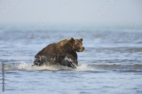 Grizzly Bear (Ursus arctos horribilis) fishing for salmon (silver or 'coho' salmon), Lake Clark NP, Cook Inlet, Alaska