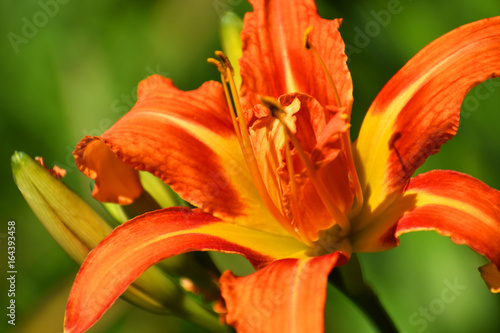 Close up of orange lily