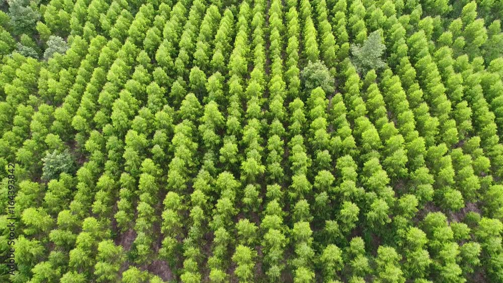 Aerial view forest. Aerial view forest.