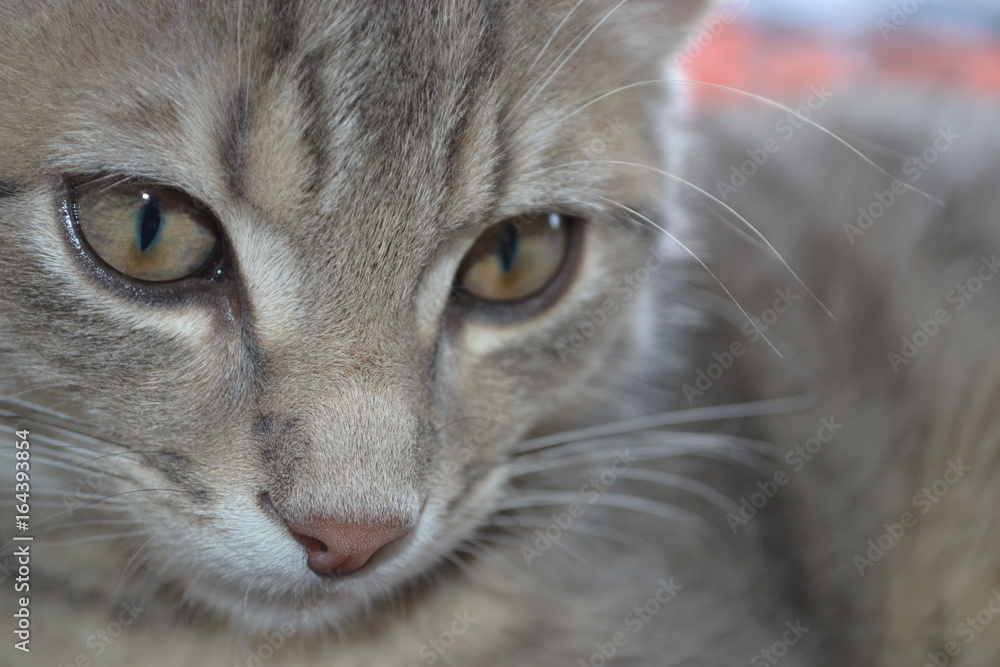 Obraz premium Chat tigré blanc