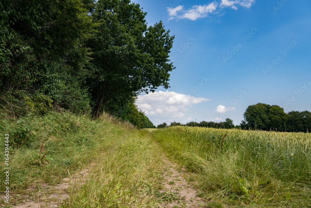 Field in the summer in Denmark Field in the summer in Denmark