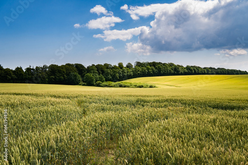 Canvas-taulu Field in the summer in Denmark