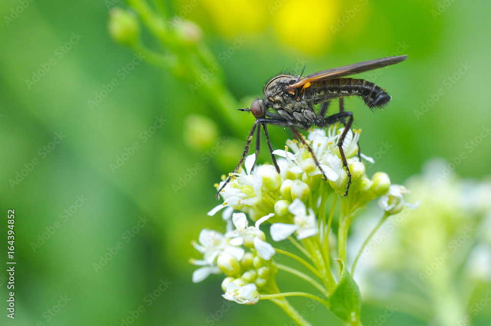 Close up photos Robber Fly on wild flowers. Robber Fly in nature Close up photos Robber Fly on wild flowers. Robber Fly in nature