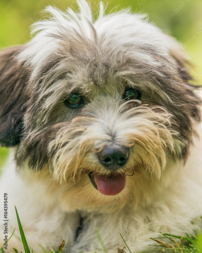 Coton de Tulear terrier dogs playing in a grassy park. Coton de Tulear terrier dogs playing in a grassy park.