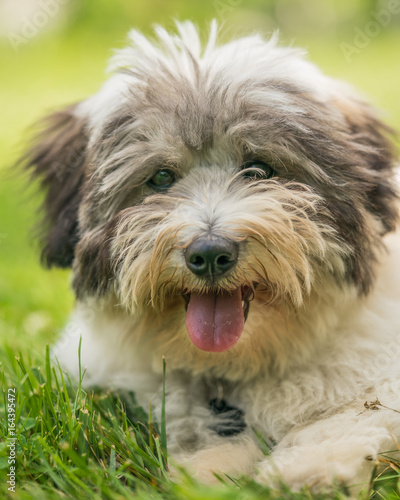 Coton de Tulear terrier dogs playing in a grassy park.