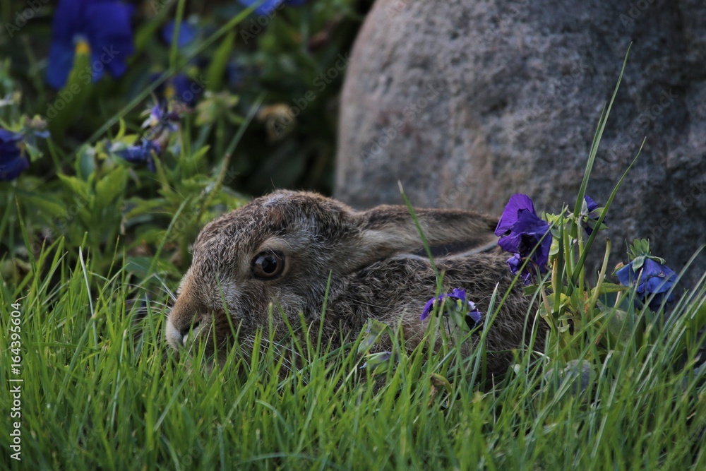 Fototapeta premium süßer kleiner Hase liegt mit angelegten Ohren gut versteckt in einer Sasse im Gras, Feldhase, Lepus europaeus 