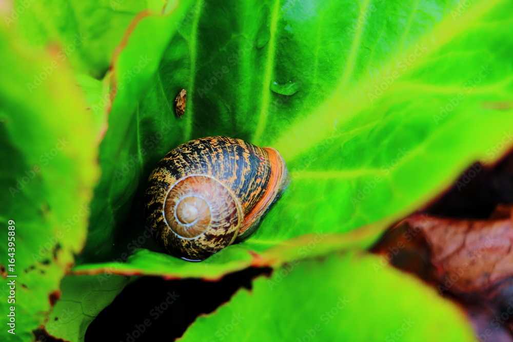 Schnecke Schnecke