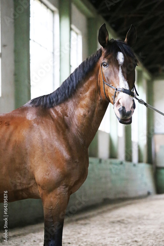 Purebred racehorse posing for camera in empty riding hall