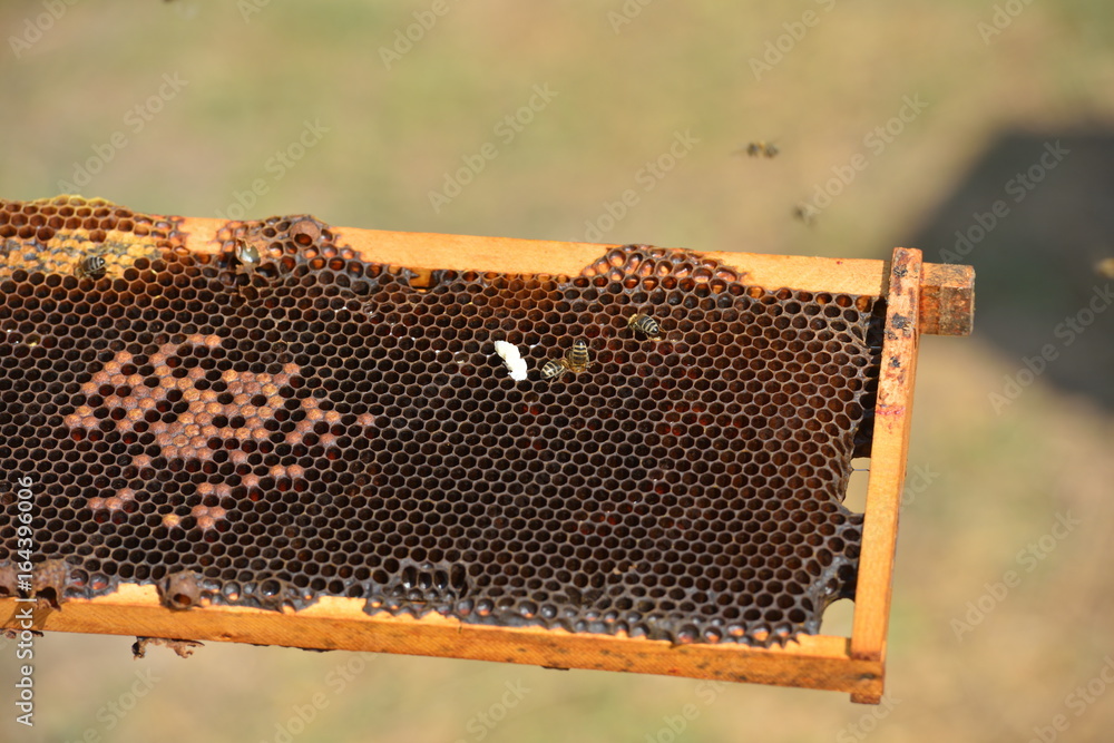 group of working bees on wooden frames group of working bees on wooden frames