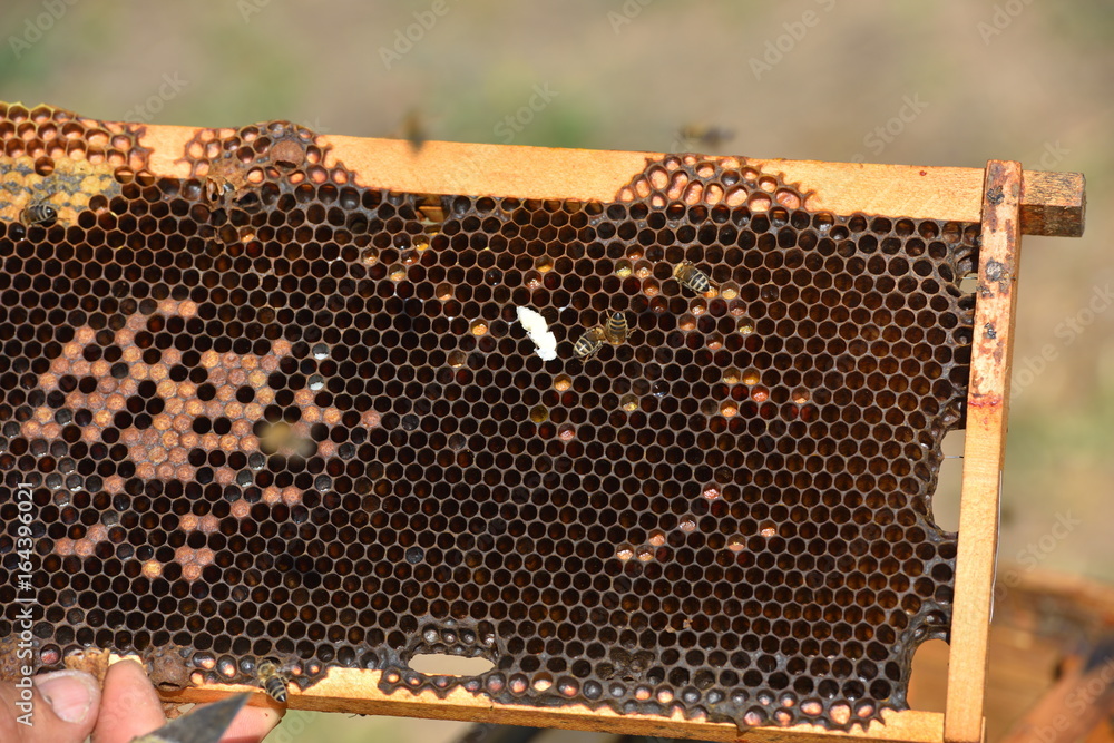 group of working bees on wooden frames group of working bees on wooden frames